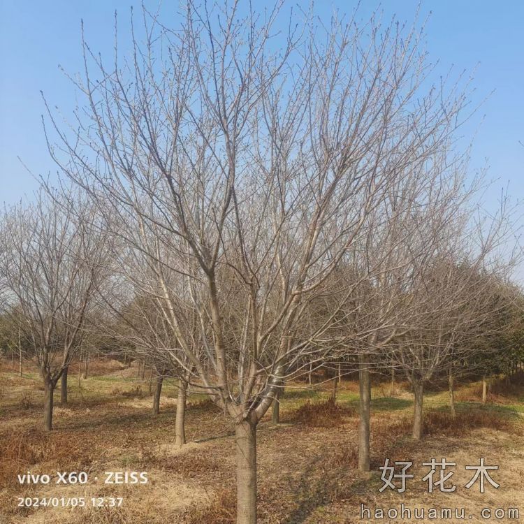 樱花树