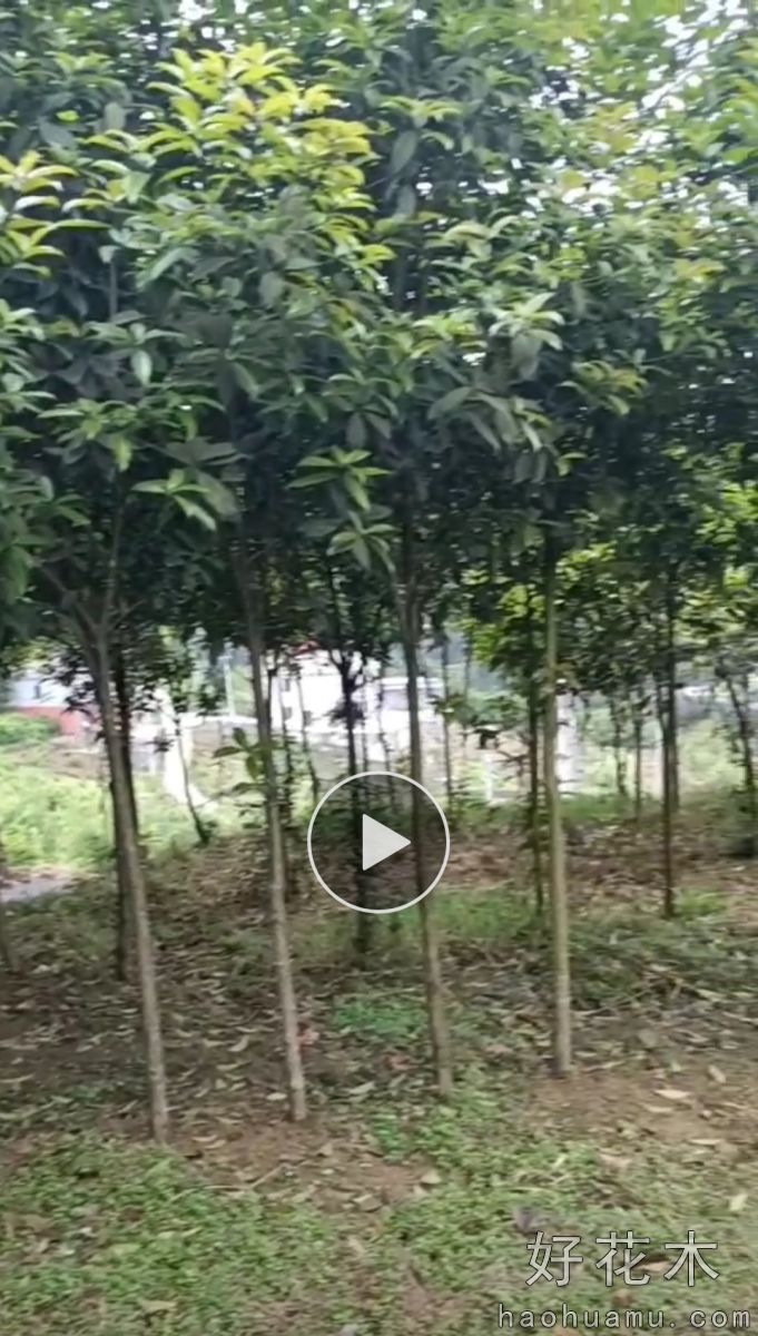 桂花树苗