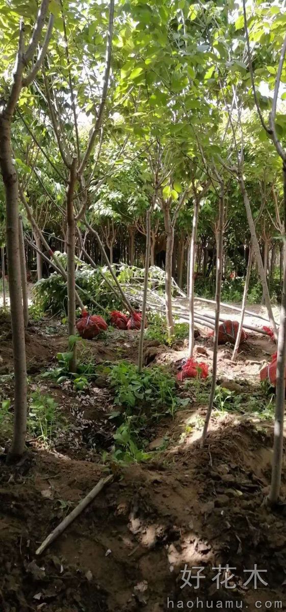 樱花，绚丽海棠，西府海棠