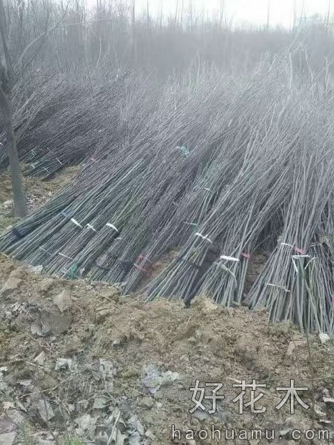栾树苗苗木实物图