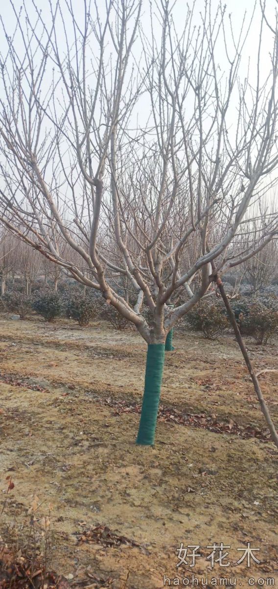 出售15公分樱花