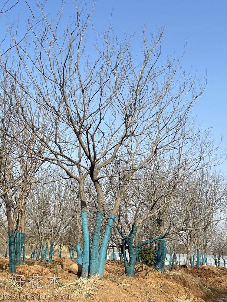 丛生朴树
