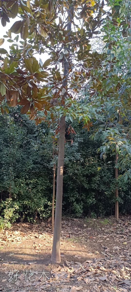 广玉兰