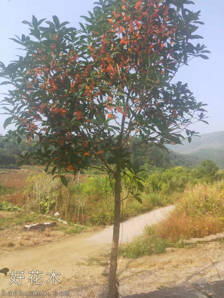 桂花树苗