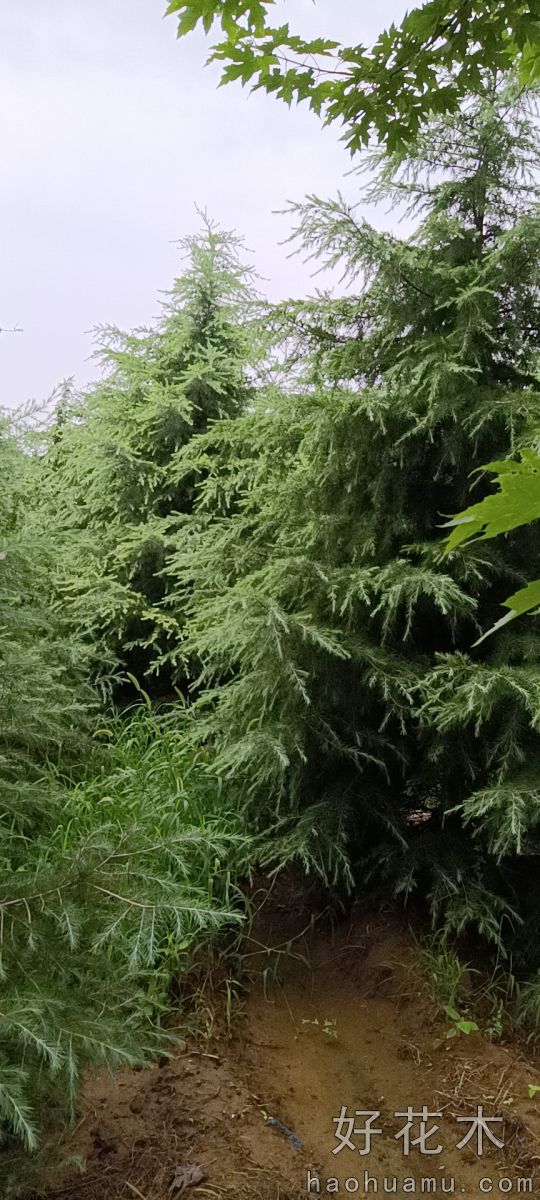 雪松