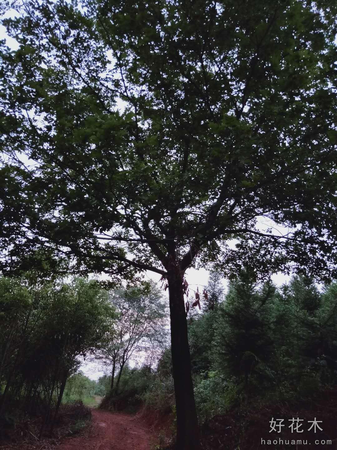 朴树