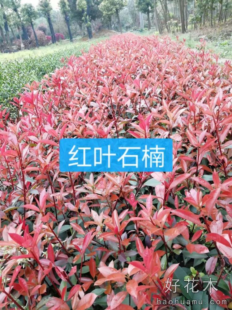 红叶石楠