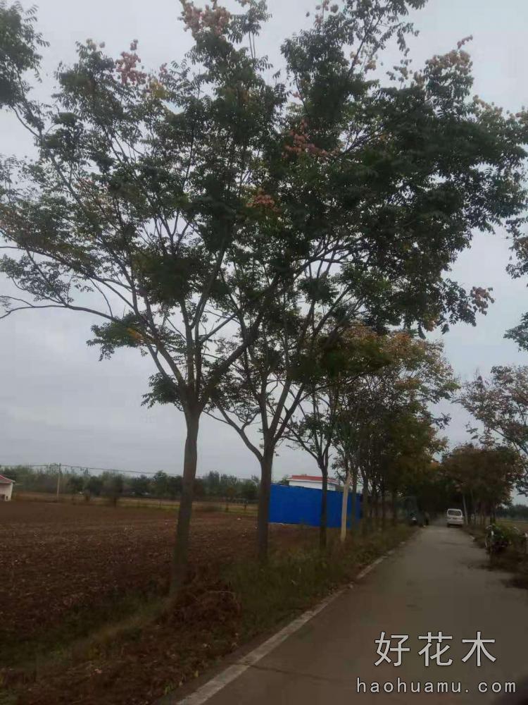 栾树