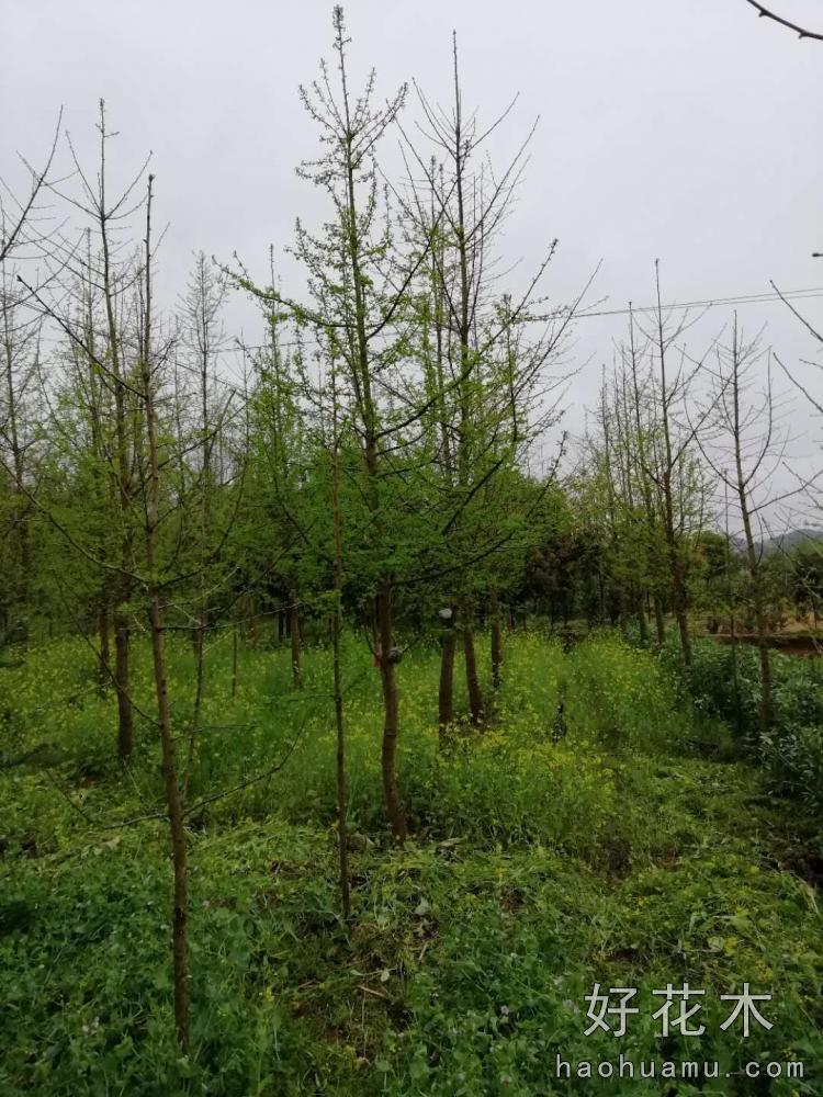银杏树桂花树
