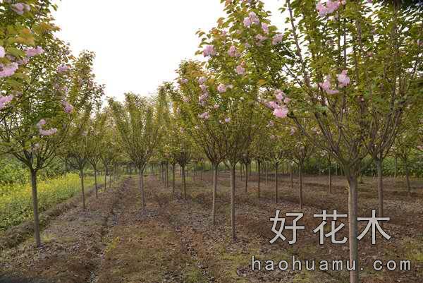 樱花树