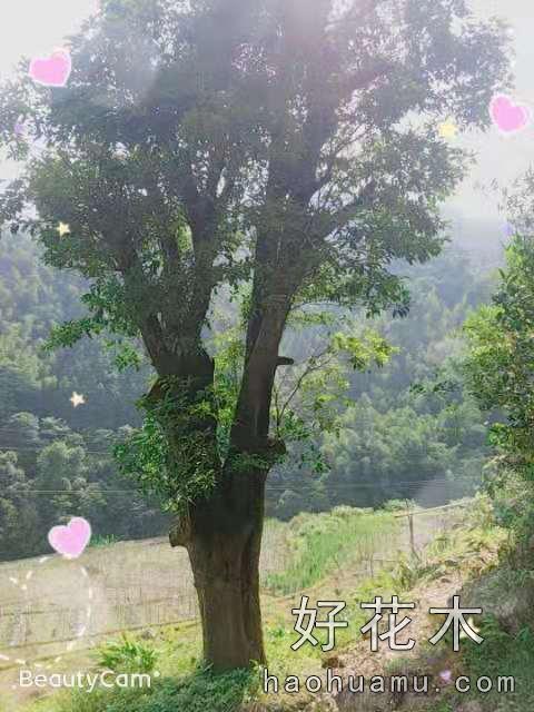 银杏树桂花树