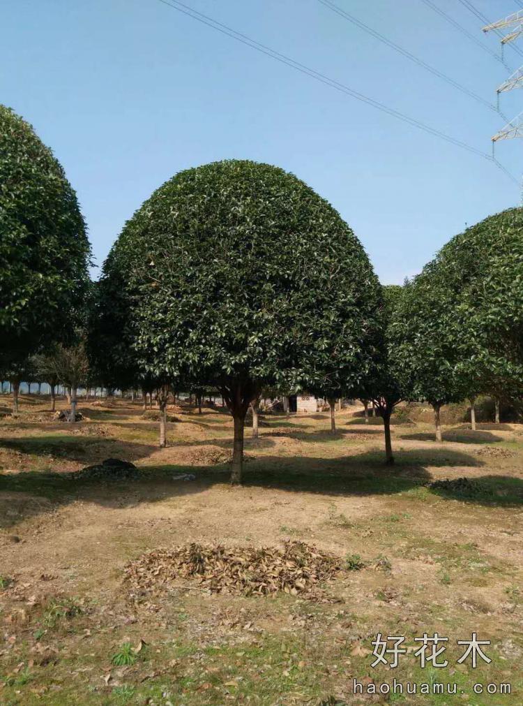 银杏树桂花树