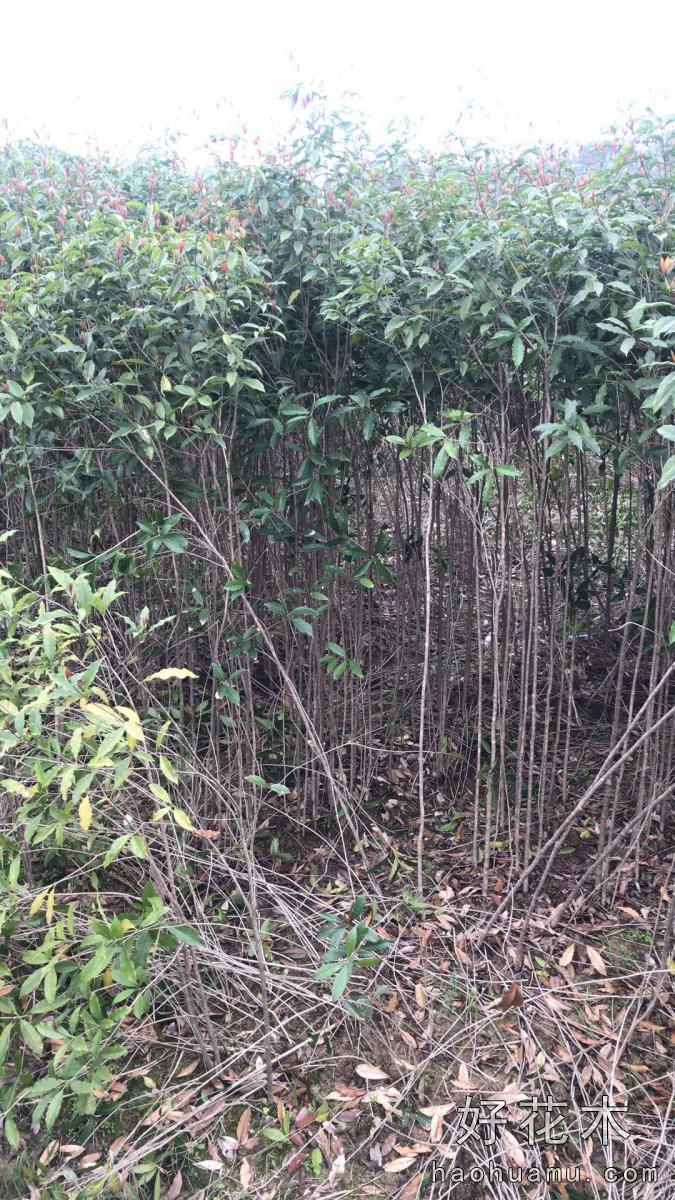 桂花树苗