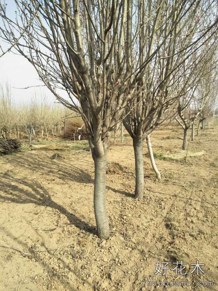 红叶碧桃，龙柱碧桃，菊花碧桃苗木实物图