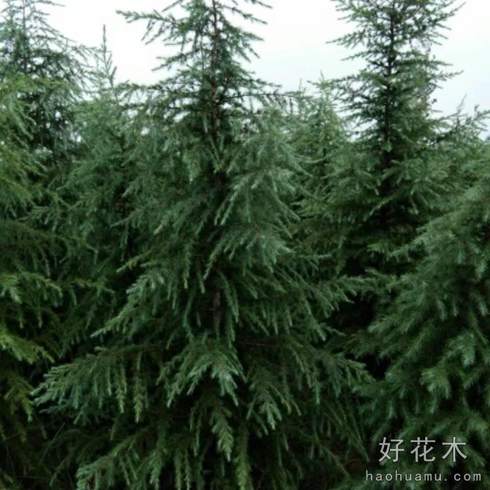 雪松