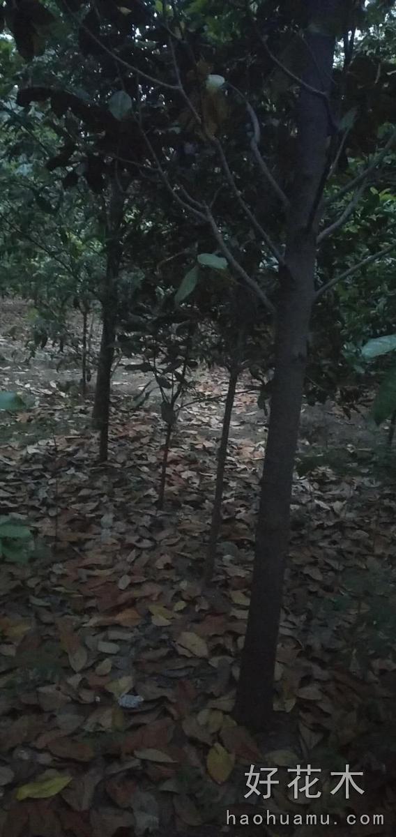 广玉兰