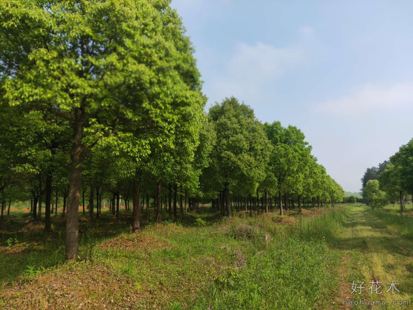 香樟
