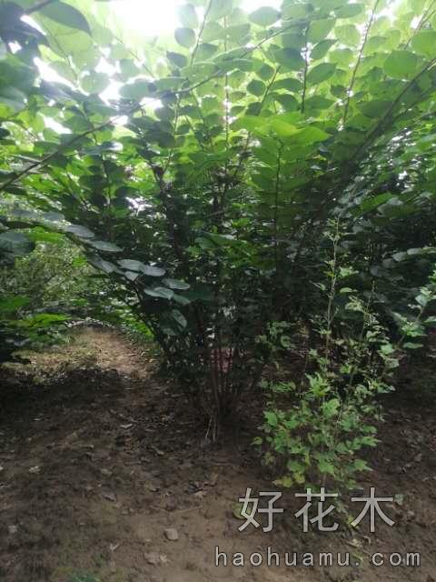 丛型紫荆