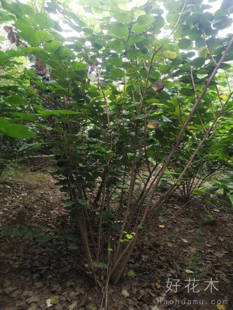 丛型紫荆