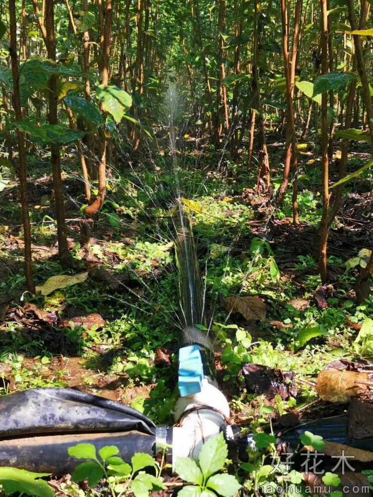 嫁接一年樱花壮苗