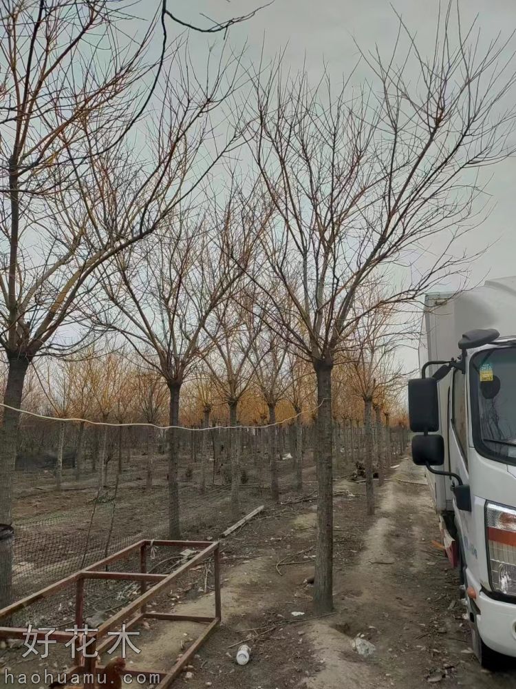 红叶碧桃，