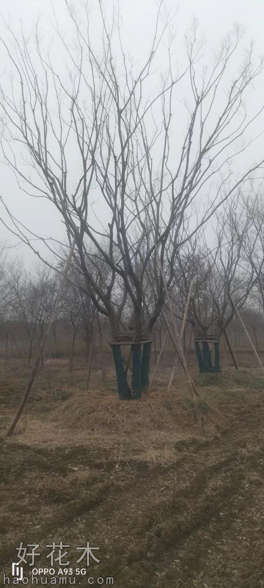 丛生朴树