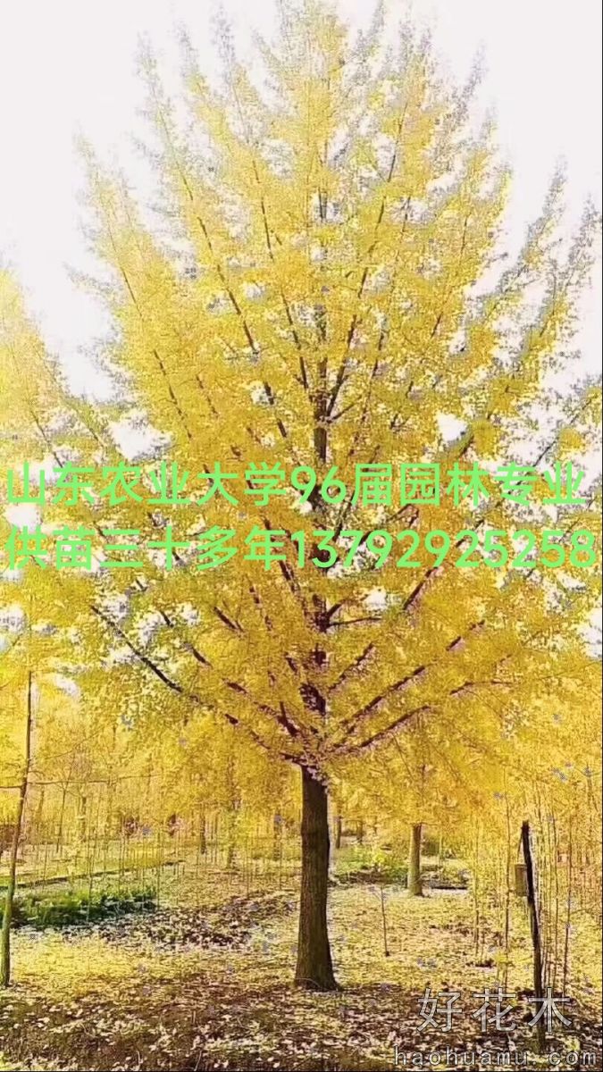 银杏之乡彩色苗木基地直供银杏美国红枫娜塔栎彩叶豆梨柿树白蜡国槐樱花海棠榉树乌桕等