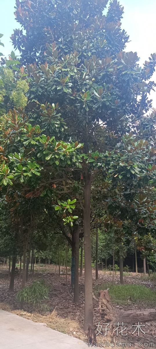 广玉兰
