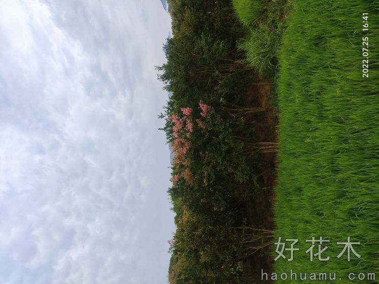 丛生紫薇
