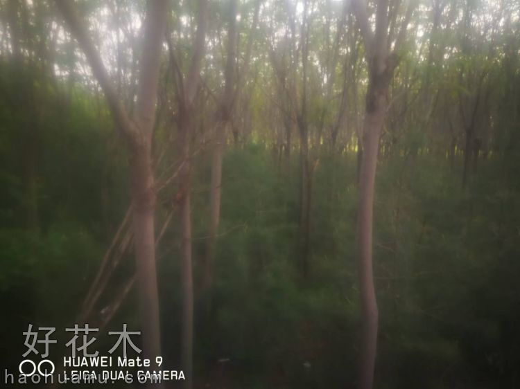 栾树