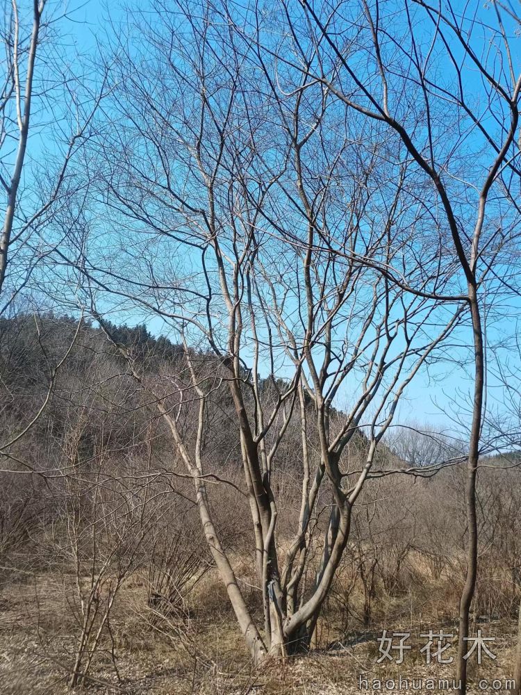 丛生朴树