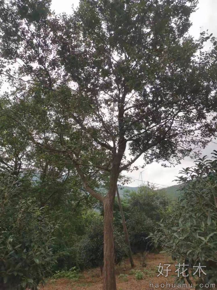 朴树