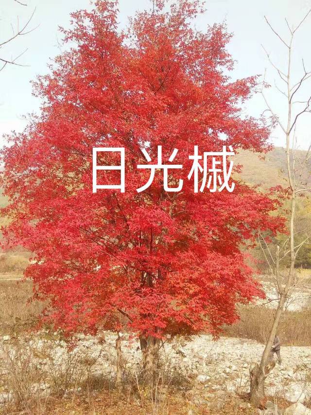 大型鸡爪槭，早晚樱花图片3