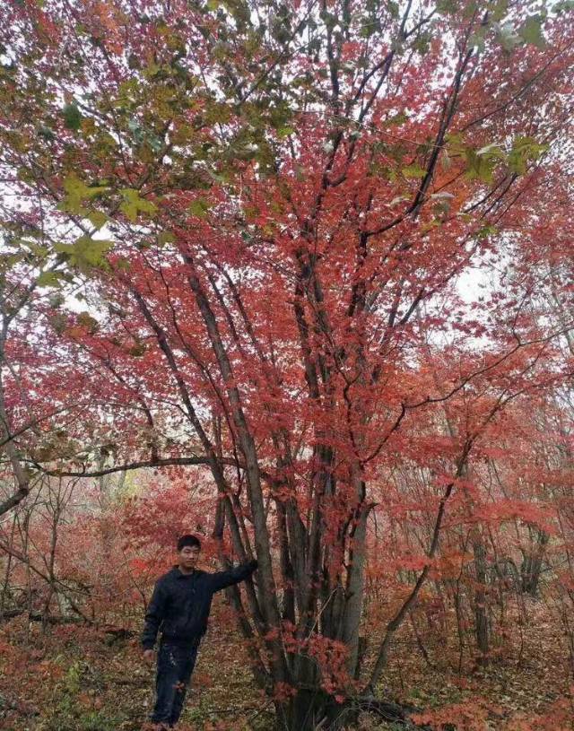 大型鸡爪槭，早晚樱花图片2