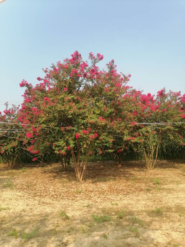丛生紫薇图片3