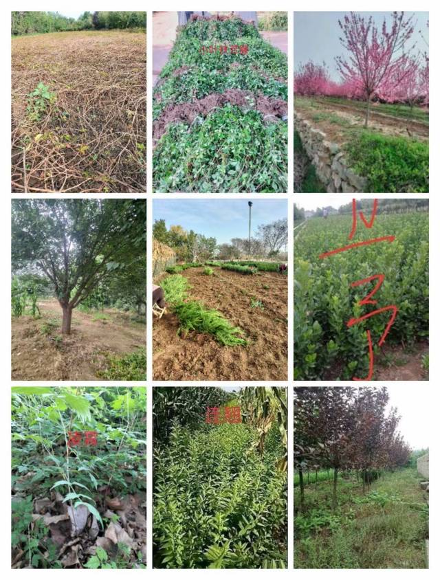 龙柏，小叶扶芳藤，爬山虎，樱花