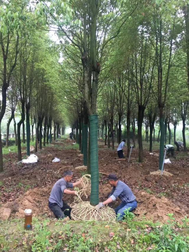 香樟图片3