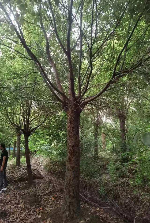 香樟图片2