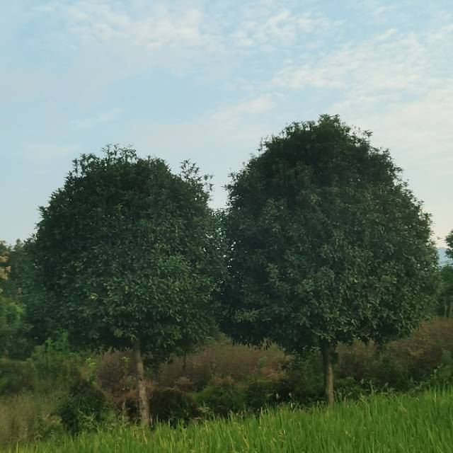 桂花