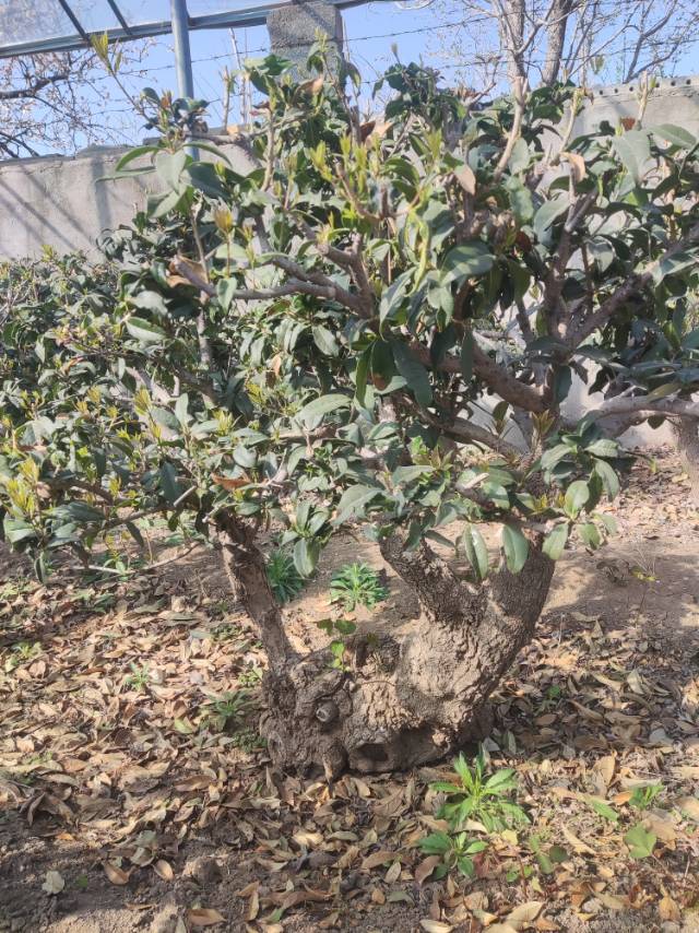 桂花树盆景图片2