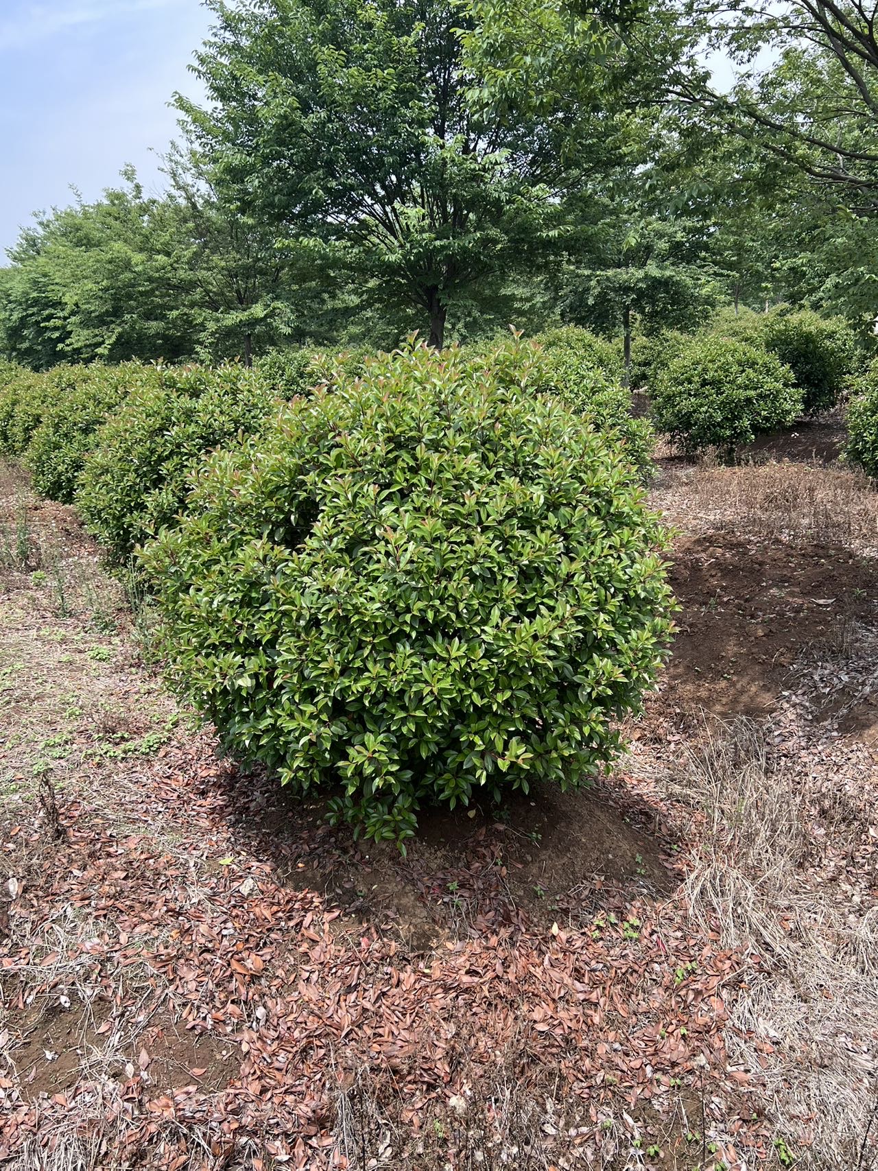 红叶石楠球图片3