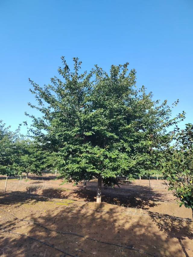 染井吉野樱，晚樱，阳光樱，红粉佳人樱，飞寒樱，普贤象樱，松月樱等品种樱花图片2