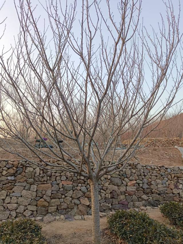 小崔樱花苗木图片3