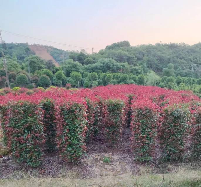 红叶石楠柱图片2