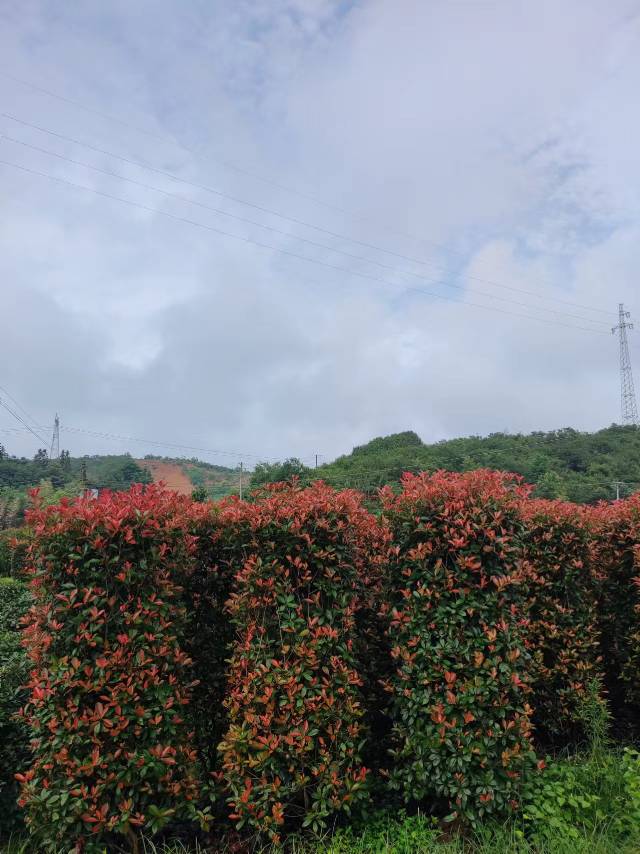 红叶石楠柱