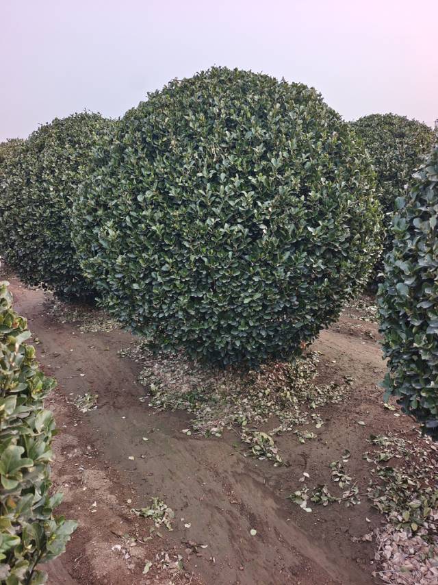 大叶黄杨球